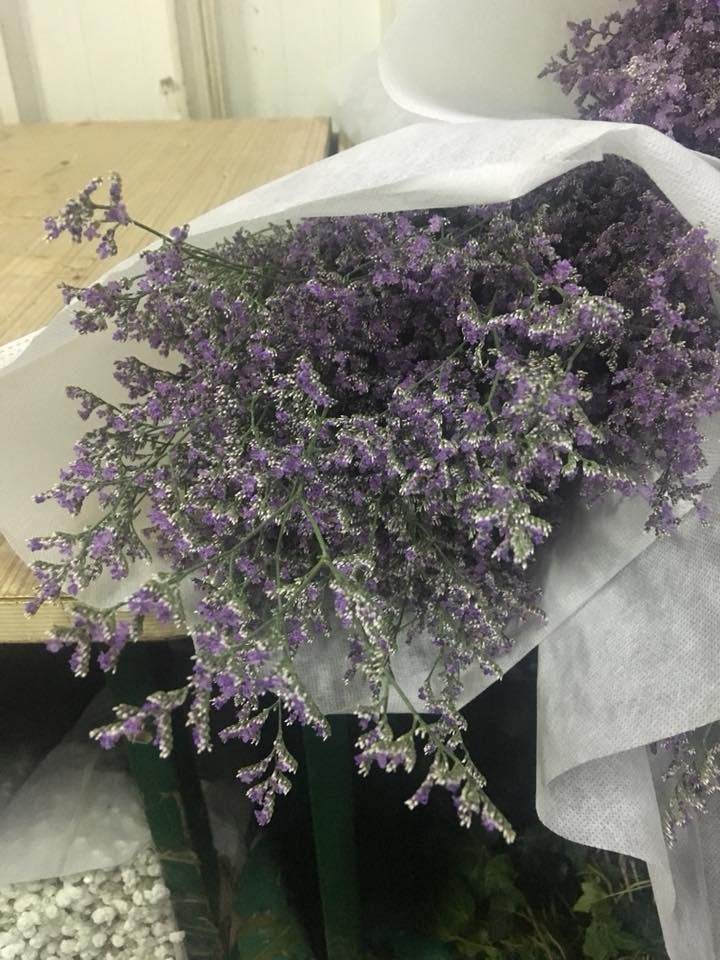 Limonium Misty Blue Eagle Link Flowers