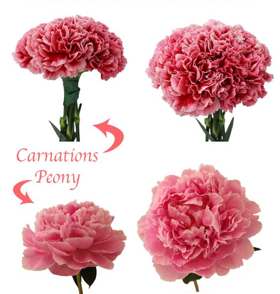 Carnations vs Peonies