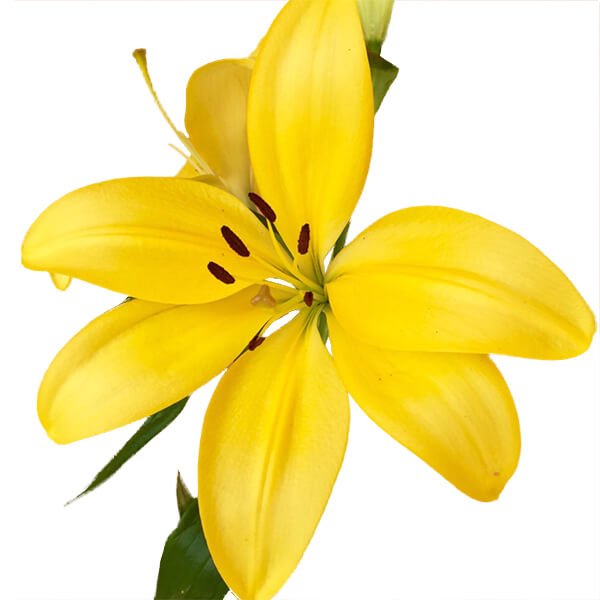 Lily Asiatic Yellow Asiatic Lilies Asiatic Lilies Eagle Link Flowers