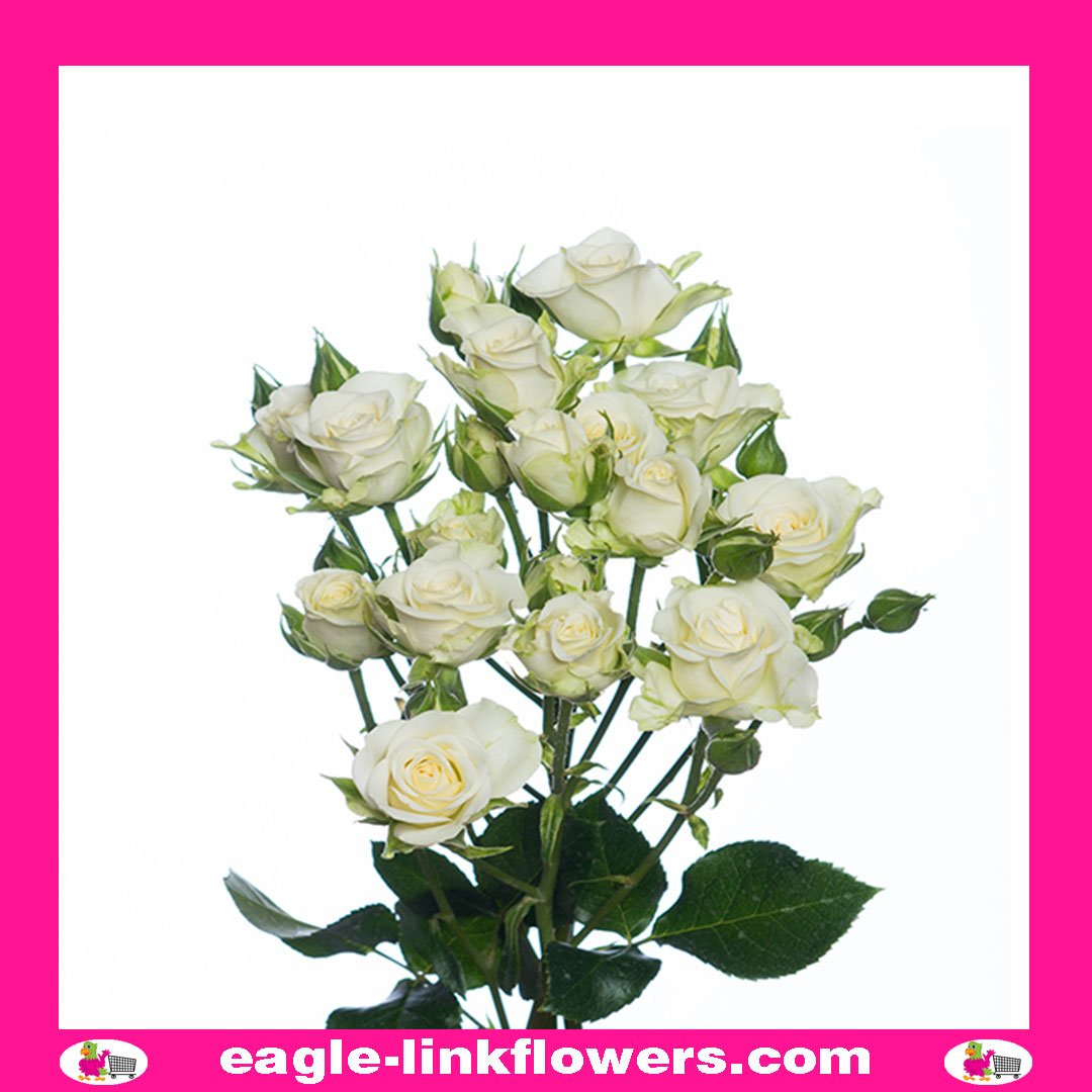 Snow Flake Supermarket Range Spray Roses EagleLink Flowers