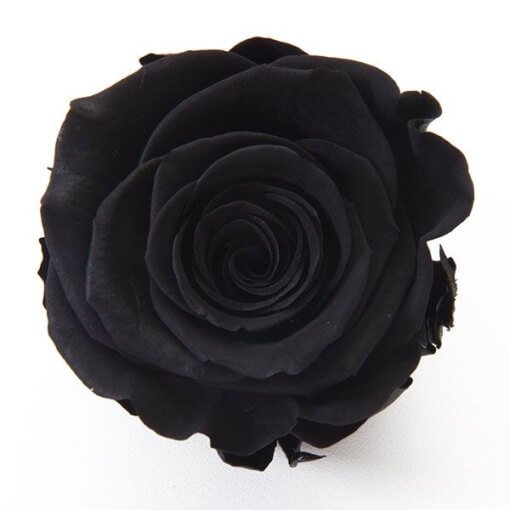 Black Roses Dyed Or Tinted Roses Dyed Or Tinted Roses Eagle Link Flowers