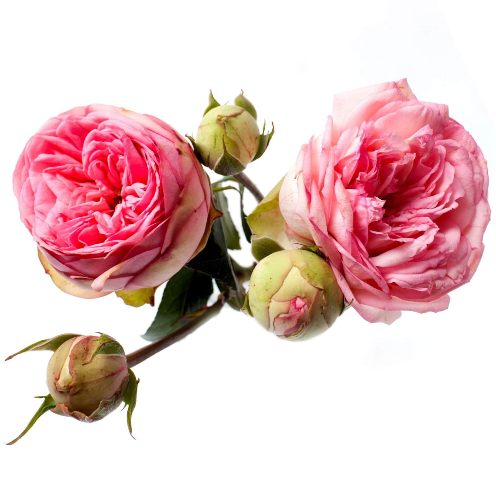 Bridal Piano Garden Roses Garden Roses Eagle Link Flowers Bridal Piano Garden Roses Garden Roses Eagle Link Flowers