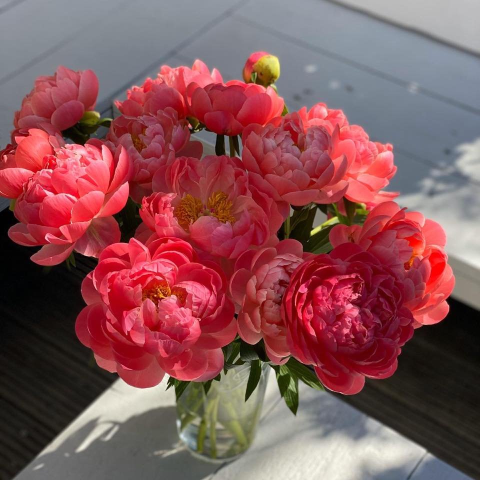 carnations vs peonies
