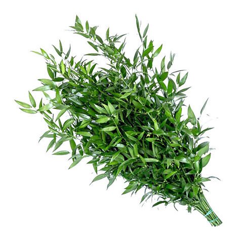 Italian Ruscus - Ruscus - Eagle-Link Flowers