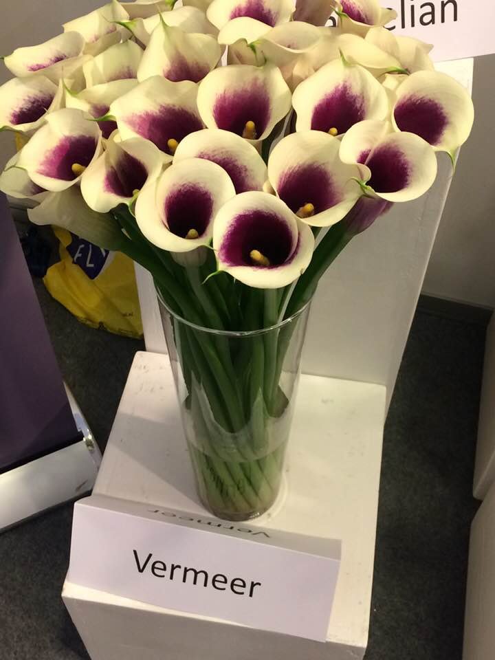 Wholesale Fresh Cut Calla Lily Direct from farm and how to care for them EagleLink Flowers