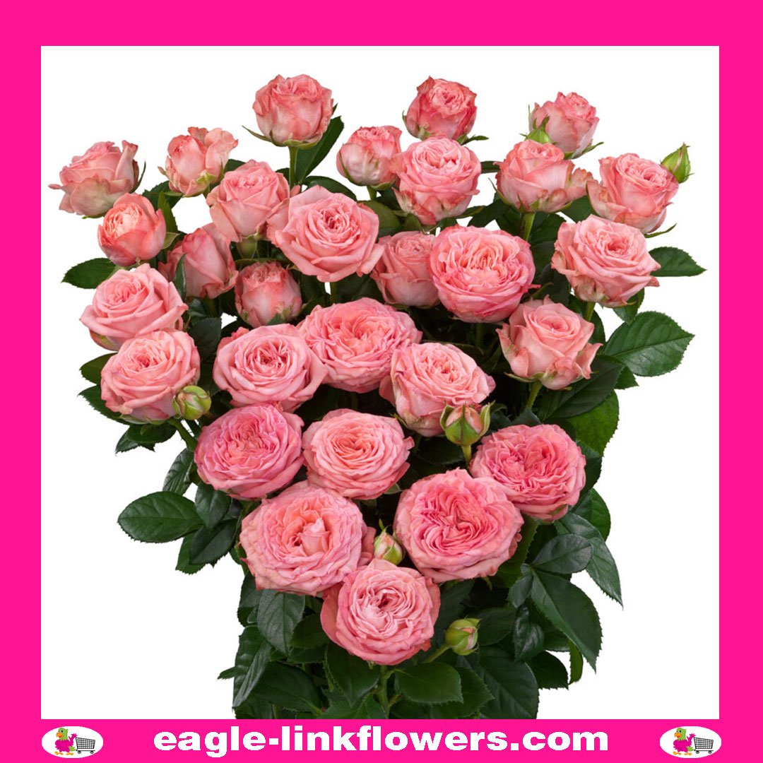 First Date Premium Spray Roses EagleLink Flowers
